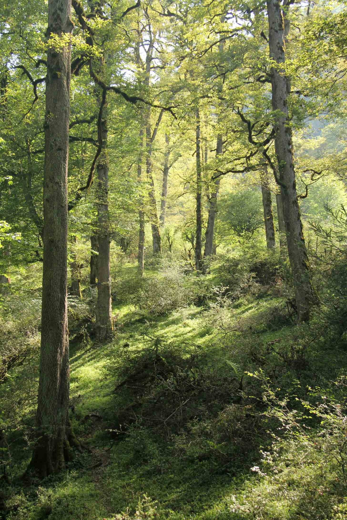 جنگل دالخانی, Dalkhani Forest