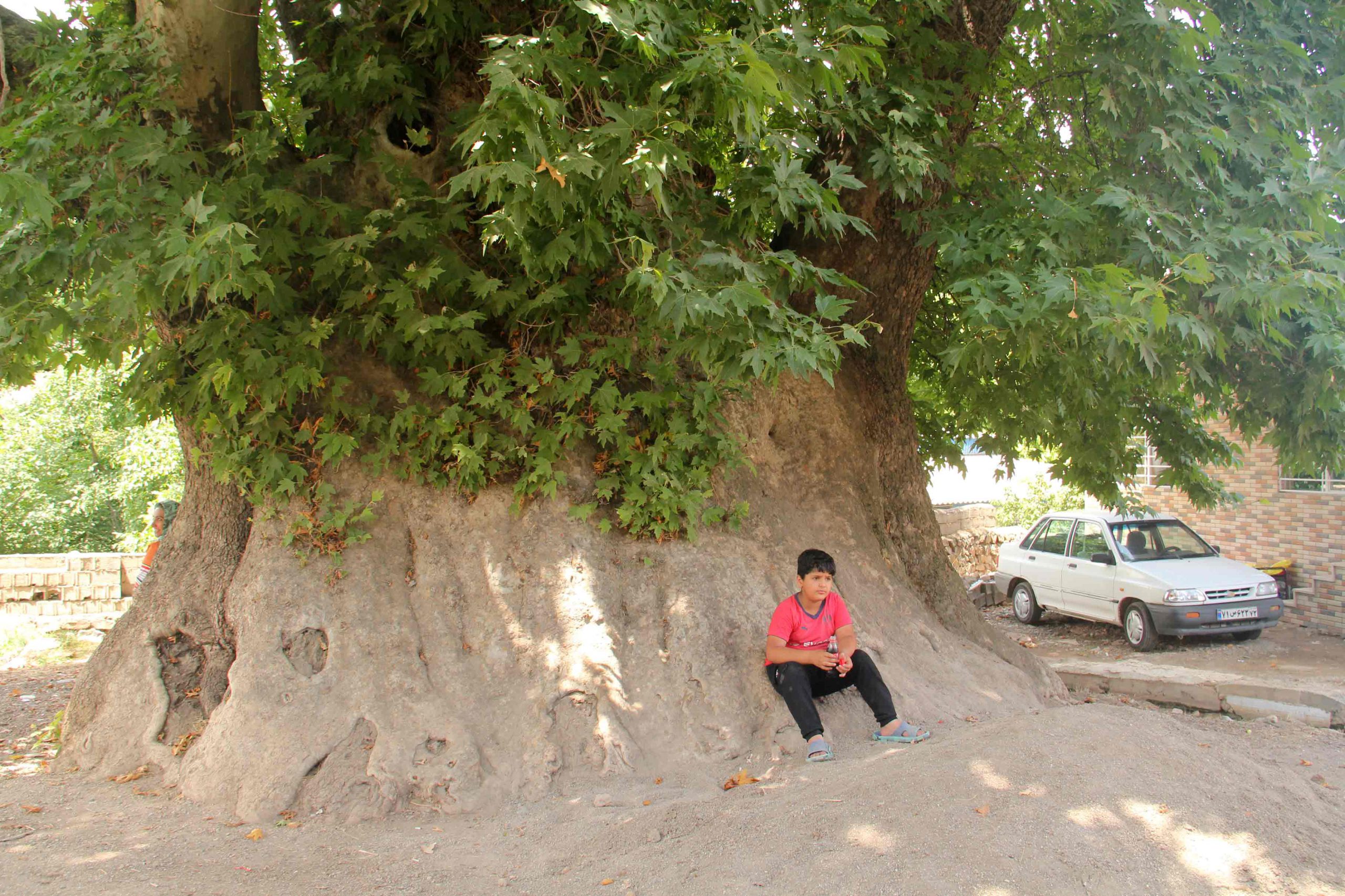 درخت قدیمی روستای کینج, Old Tree of Kinj Village