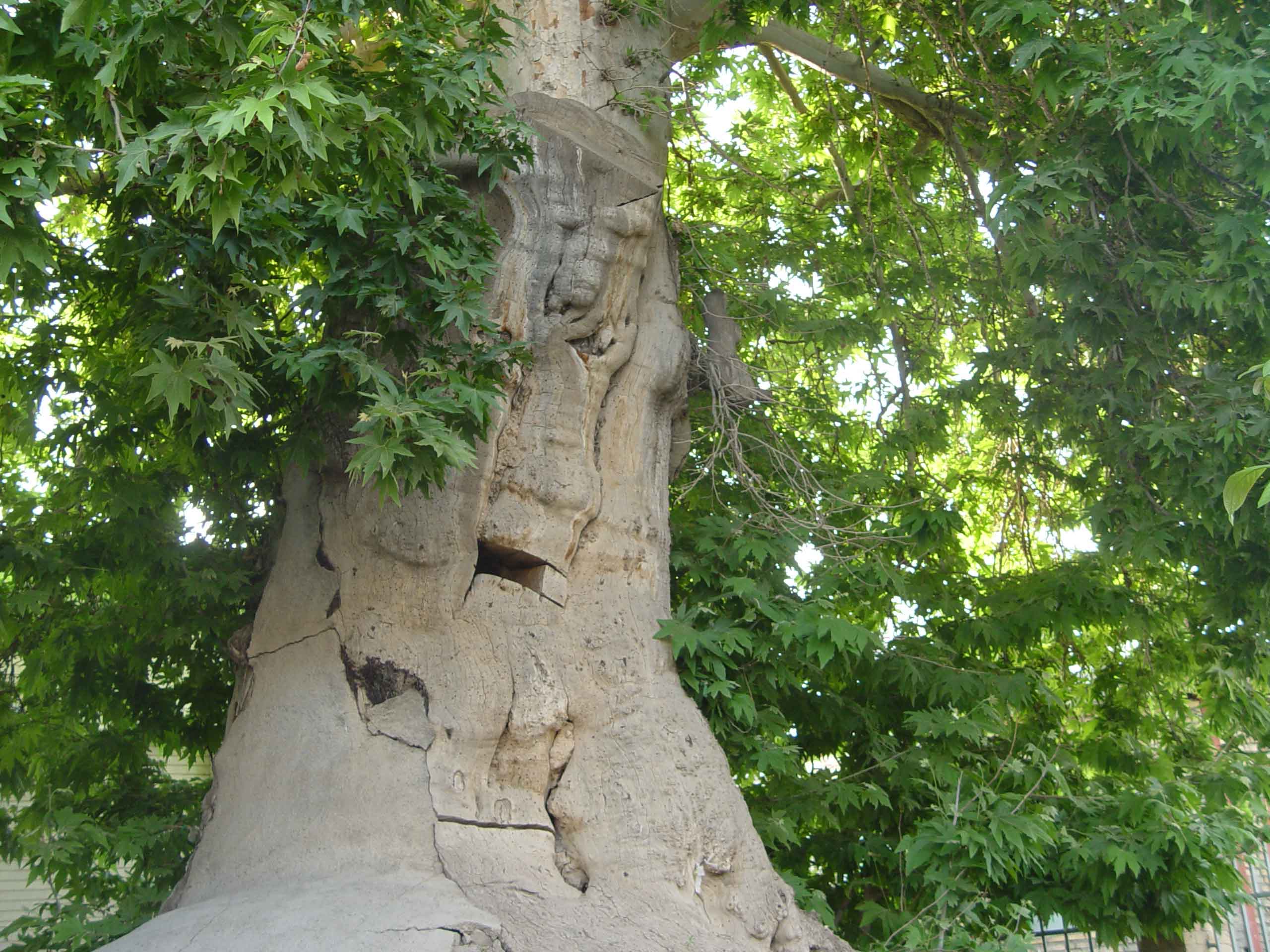 درخت چنار باغوار تویسرکان, Plane Tree of Baghvar in tuyserkan