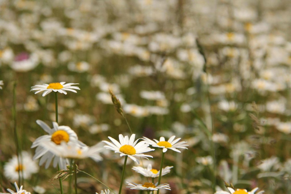 دشت گل بابونه, Chamomile Flower Plain